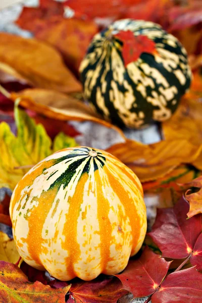 Kürbisse über Herbstlaub — Stockfoto