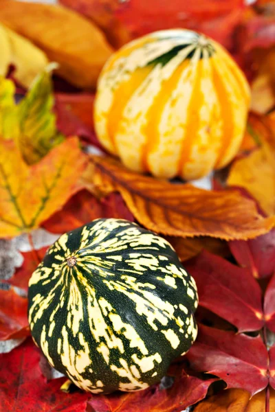 Pumpkins over autumn foliage — Stock Photo, Image