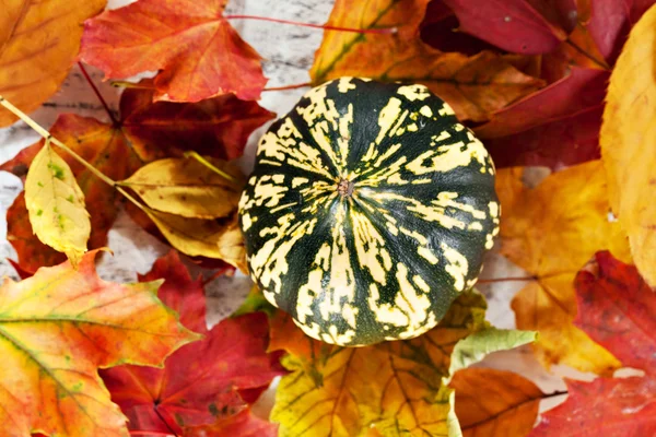 Pumpkin over autumn foliage — Stock Photo, Image