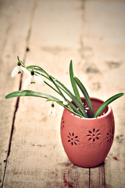 Bunch of snowdrop flowers — Stock Photo, Image
