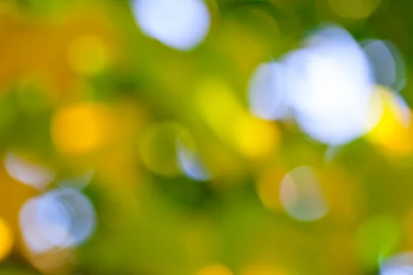 Ослабленная абстрактная листва боке — стоковое фото