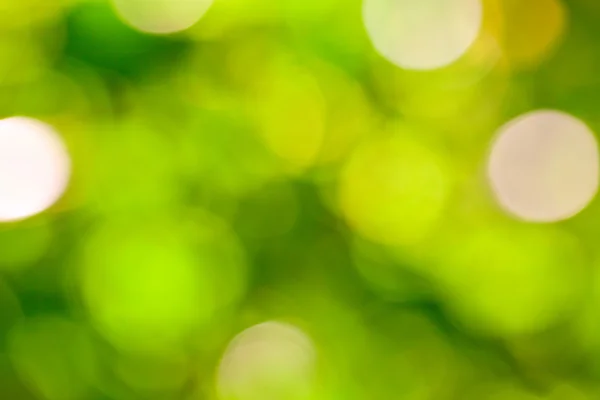 Defocused abstract bokeh foliage — Stock Photo, Image