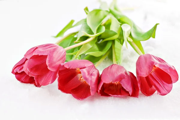 Красные тюльпаны на снегу — стоковое фото