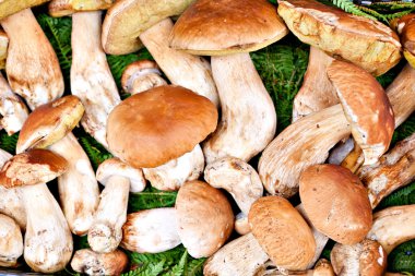 Porcini mushrooms clipart