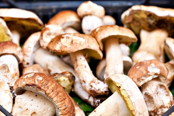 Porcini mushrooms — Stock Photo, Image