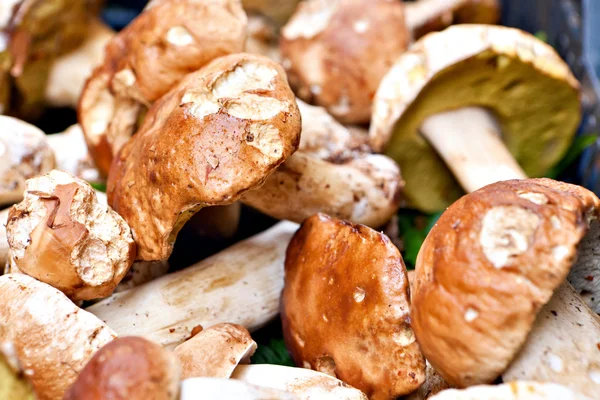 Porcini mushrooms — Stock Photo, Image