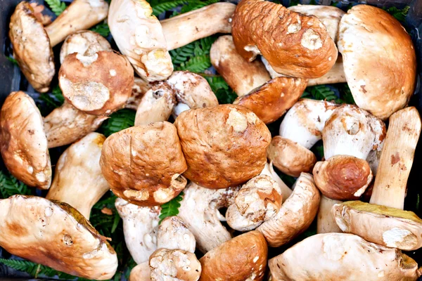Гриби білих грибів — стокове фото