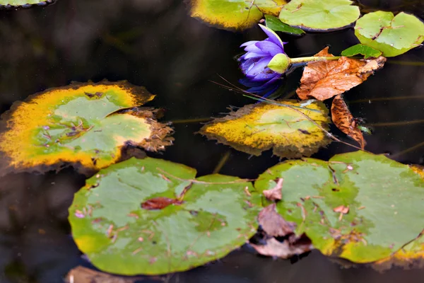 Water lilly bloem — Stockfoto