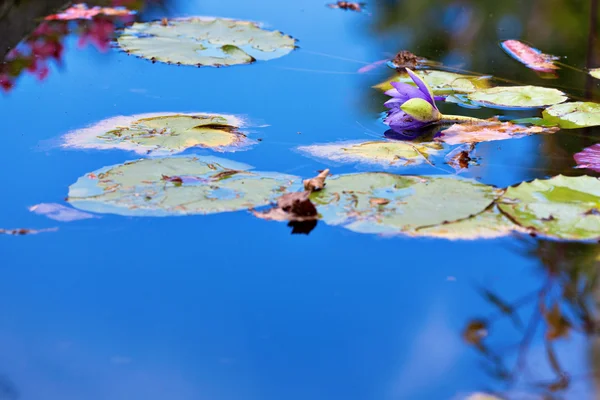 Acqua fiore di lilly — Foto Stock