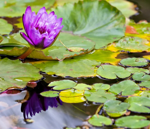 Flor de lirio de agua — Foto de Stock