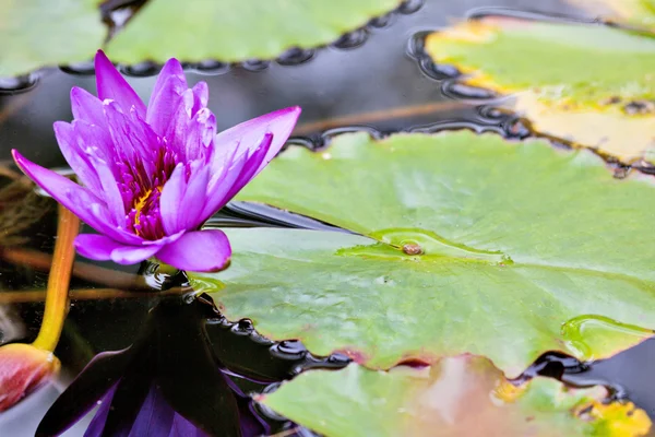 Vody lilly květ — Stock fotografie
