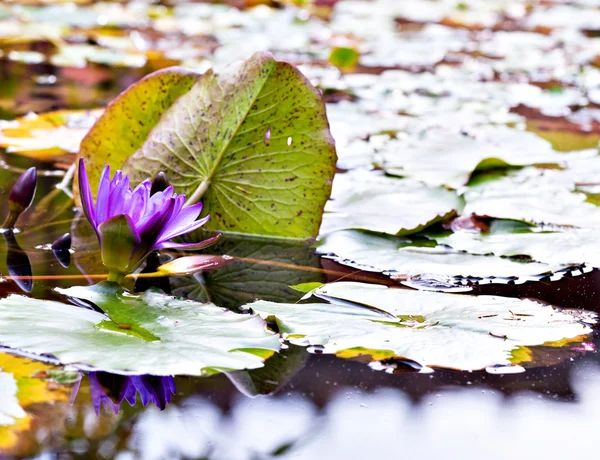 Acqua fiore di lilly — Foto Stock