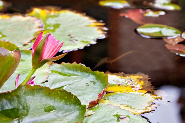 Flor de lirio de agua — Foto de Stock