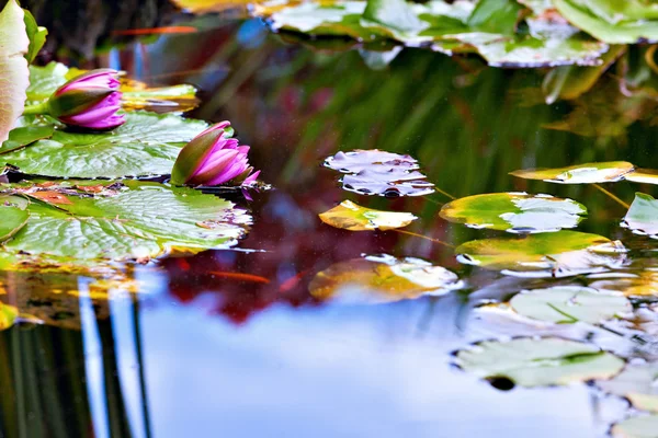 水リリーの花 — ストック写真
