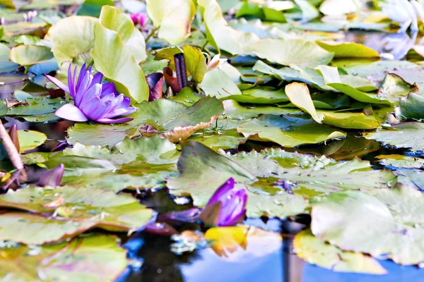 Vatten lilly blomma — Stockfoto