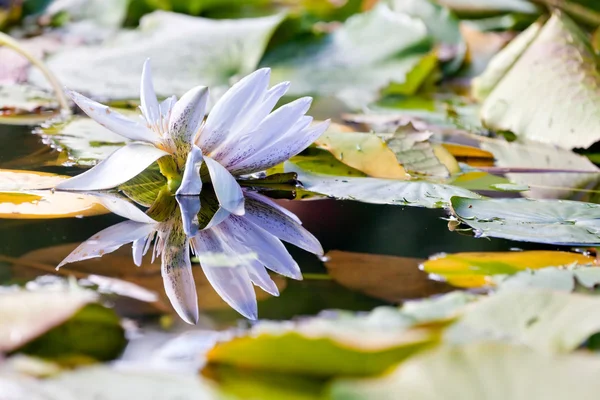 Water lilly bloem — Stockfoto