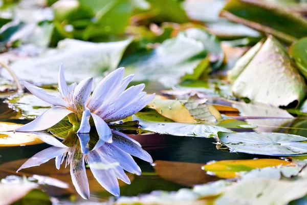 Flor de lirio de agua — Foto de Stock