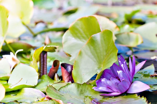 Seerosenblüte — Stockfoto