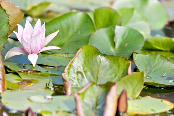 Water lilly bloem — Stockfoto