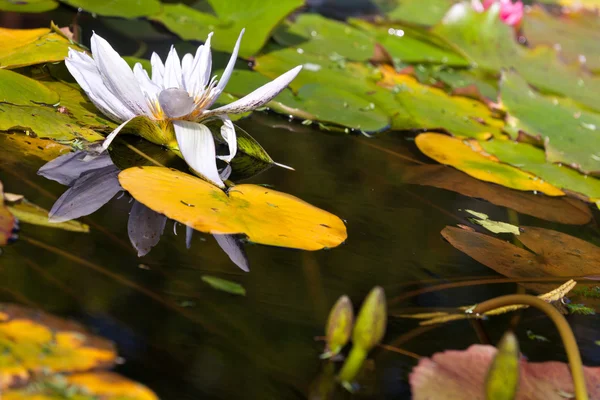 Seerosenblüte — Stockfoto