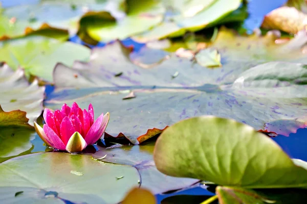 Water lilly bloem — Stockfoto