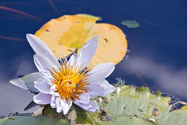 Flor de lirio de agua — Foto de Stock