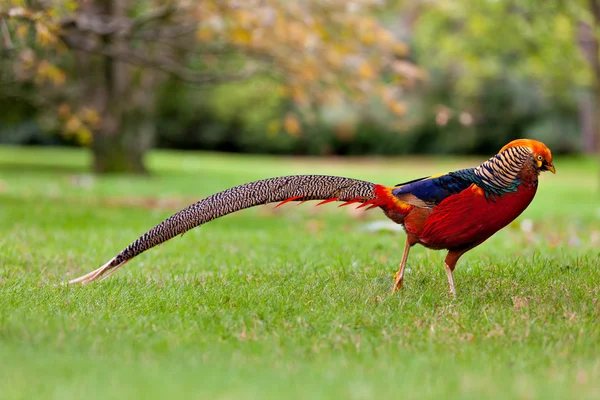 Golden pheasant veya Çince sülün — Stok fotoğraf