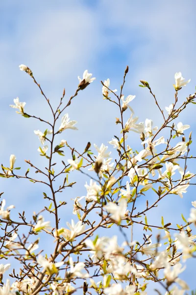 Białe kwiaty magnolii — Zdjęcie stockowe