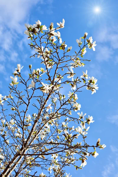 白色的木兰花 — 图库照片