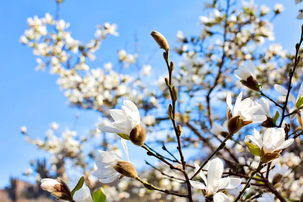 Bílé magnólie květiny — Stock fotografie