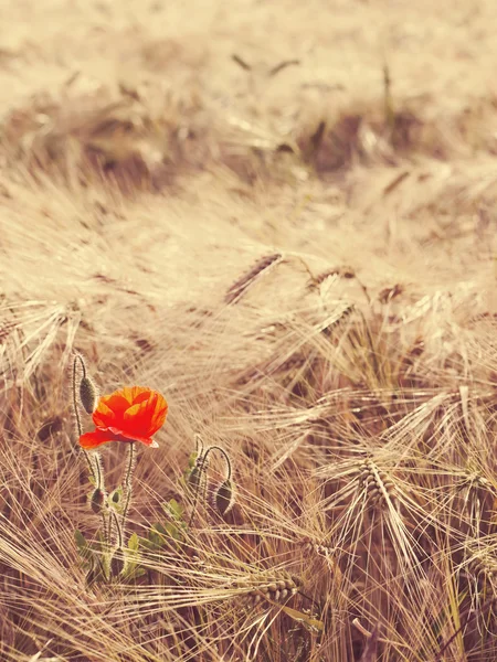 Campo de trigo dorado con flores de amapola —  Fotos de Stock