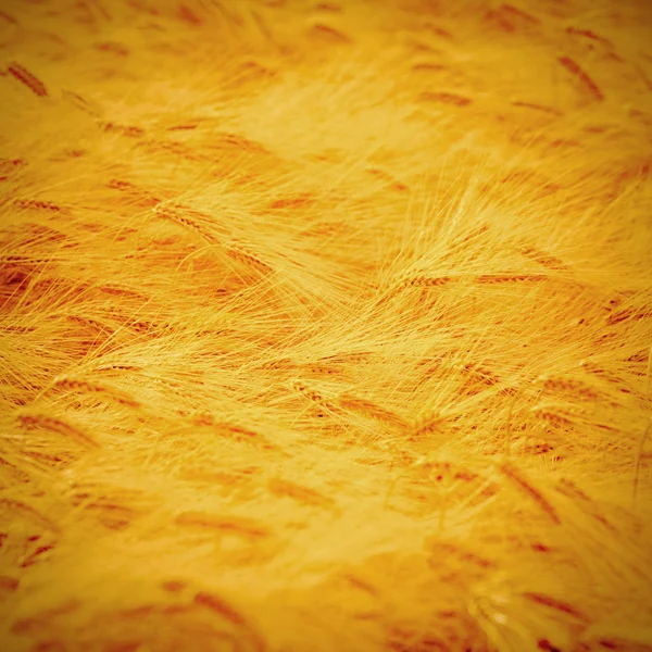 Golden wheat field — Stock Photo, Image