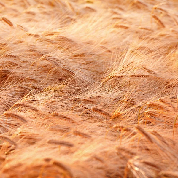 Campo di grano dorato — Foto Stock