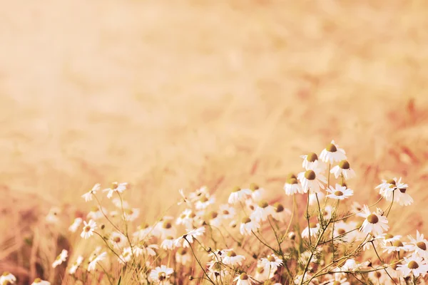 Camomile flowers in wheat field — Stock Photo, Image