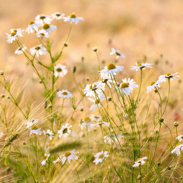 Camomile flowers in wheat field — Stock Photo, Image