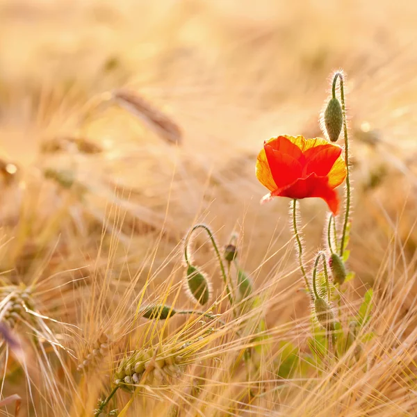 Champ de blé doré avec des fleurs de pavot — Photo