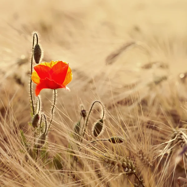 Campo de trigo dorado con flores de amapola — Foto de Stock