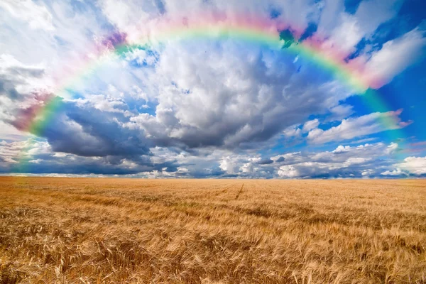 Duha nad pole pšenice — Stock fotografie