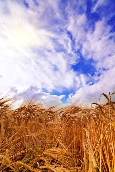 Gebied van tarwe dramaticl bewolkte blauwe hemel — Stockfoto