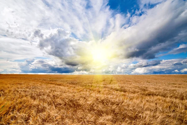 Campo de trigo dramático céu azul nublado — Fotografia de Stock