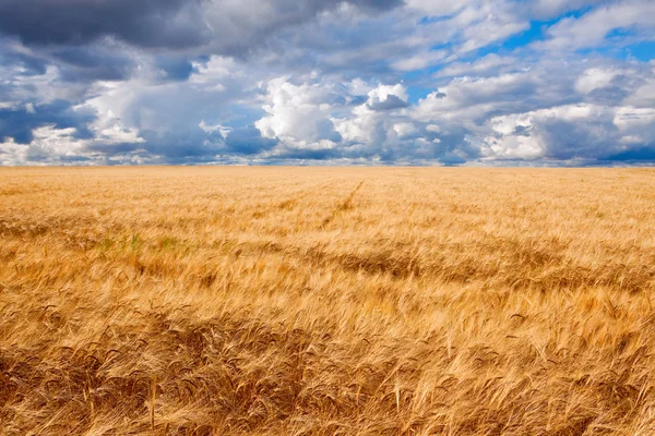 Campo de trigo dramático cielo azul nublado —  Fotos de Stock