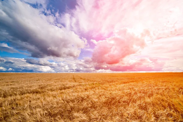 Campo de trigo dramático cielo azul nublado — Foto de Stock