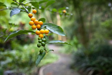 bitkiler, ağaçlar ve çiçekler Botanik Bahçe, bali