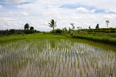 geleneksel balinese pirinç tarlaları