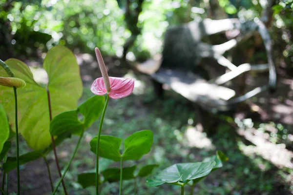 Piante, alberi e fiori nell'Orto Botanico, Bali — Foto Stock