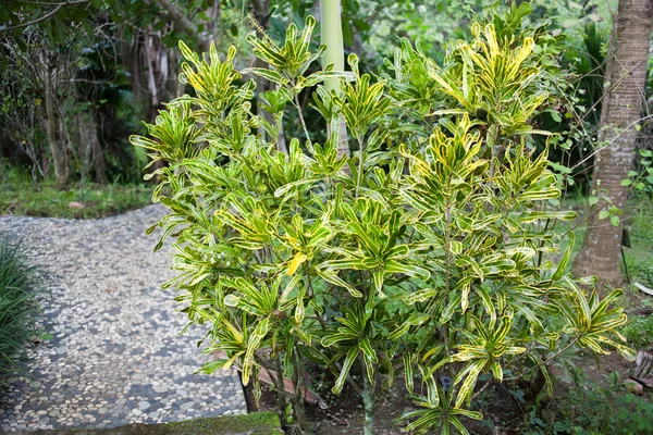 植物、樹木や花のバリ植物園 — ストック写真