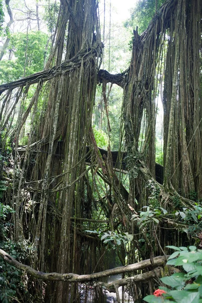 Parco della foresta delle scimmie, Ubud, Bali — Foto Stock