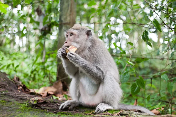 Monos balineses — Foto de Stock