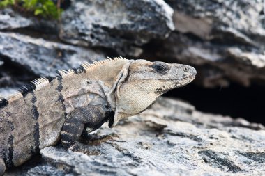 Iguana