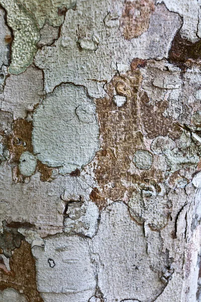 Ancient wood texture — Stock Photo, Image